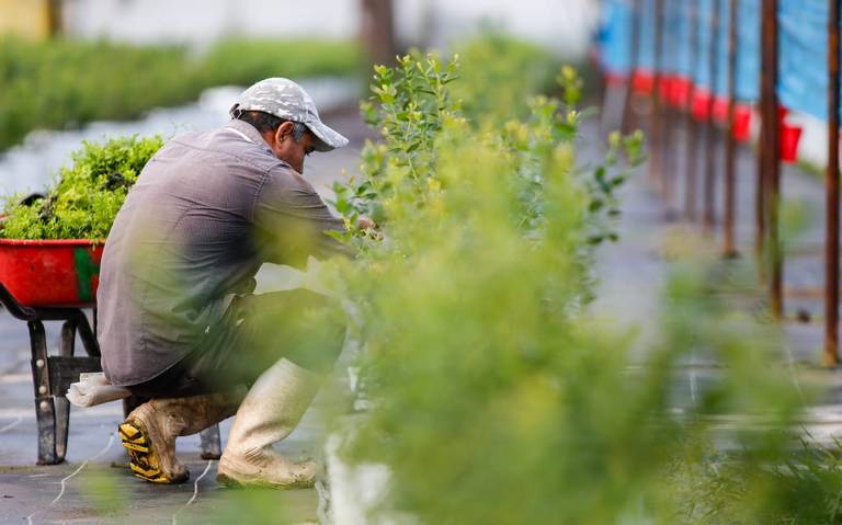 Contratista municipal de jardinería regresa al trabajo en Camposol